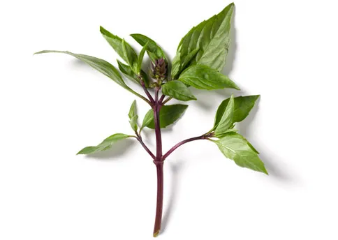 Thai Basil (lb)