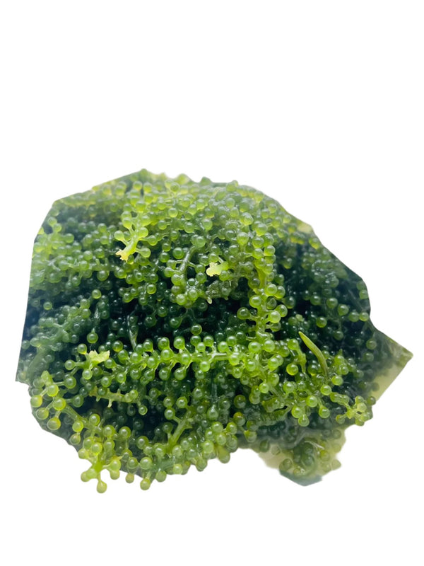 GD-0150, Dehydrated Sea Grapes (100G X 5 BG) Garden & Greens