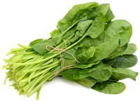 Spinach bunch, Case (24 BD)