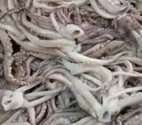Frozen Squid Tentacles (NW 7 kg) Shuang Hui