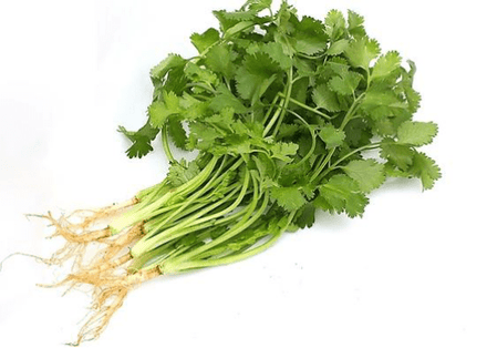 Cilantro, Case (24 Counts)