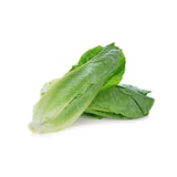 Romaine Lettuce, 24 CT