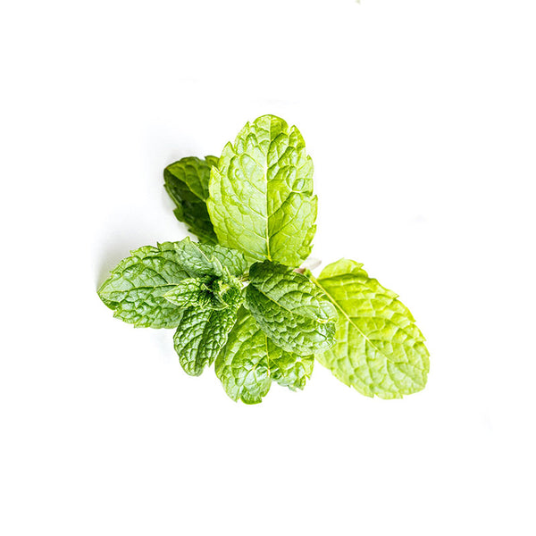 Mint Leaf, 24 CT