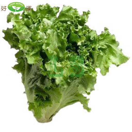 Green Leaf Lettuce